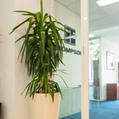 Office Indoor Plants